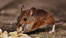 greenhouse-pest-control Experts in Forty Fort